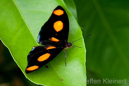 186 Feinschmecker - Catonephele numila